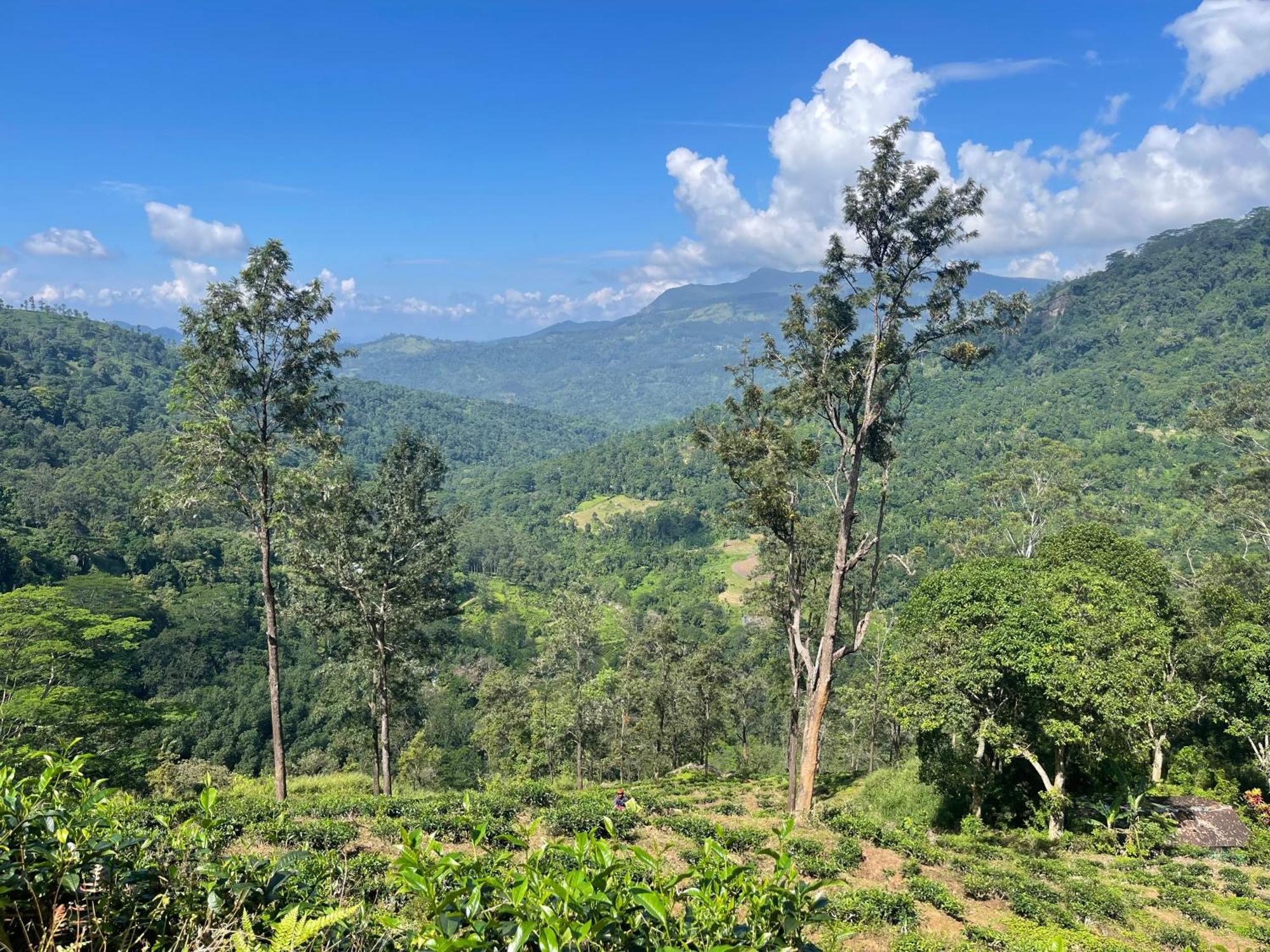 Eagles Lodge - Kandy 迪加纳 外观 照片